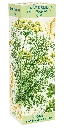 verse-kruiden-dille-peterselie-olie-web.webp
