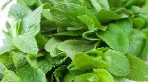 losse munt blaadjes.webp