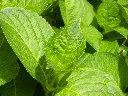 unsplash_c9OQEDheUtc_verse pepermunt.jpg.webp