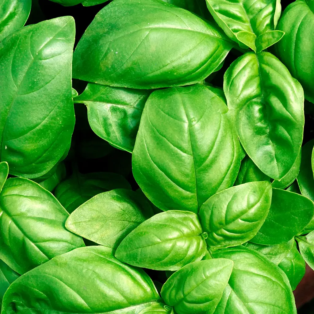 Reststroom Basilicum/kg